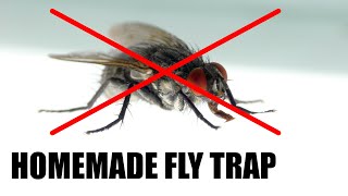 Make a Homemade Fly Trap  Science Project [upl. by Thant227]