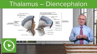 Thalamus – Diencephalon  Lecturio [upl. by Valry]