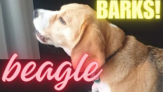 Cute Beagle Barks Loudly [upl. by Nibroc]