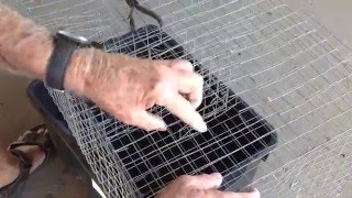 QMDC How To make an Indian Myna trap [upl. by Beniamino]