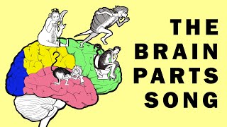 Parts of the Brain Song [upl. by Hereld325]