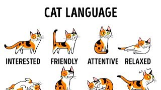 HOW TO UNDERSTAND YOUR CAT BETTER [upl. by Gunning289]