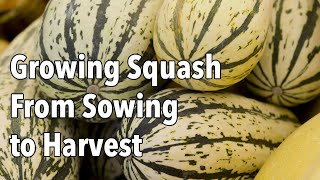 Growing Squash from Sowing to Harvest [upl. by Nannaihr]