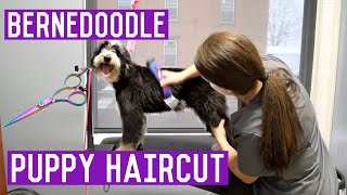 Mini Bernedoodle Grooming  Puppy Gets A Haircut I Dog Grooming [upl. by Vtarj371]