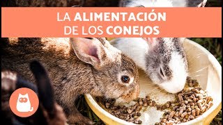 ¿QUÉ COME un CONEJO 🐰 ¡Alimentación de los Conejos [upl. by Karee]