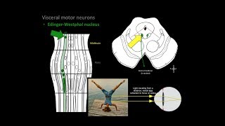 Brainstem Motor nuclei [upl. by Adlay]