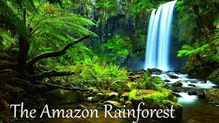 The Amazon Rainforest Facts HD [upl. by Edelstein541]