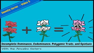 Incomplete Dominance Codominance Polygenic Traits and Epistasis [upl. by Selma]