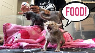 Feeding Seven HUNGRY Foster Kittens [upl. by Imac]