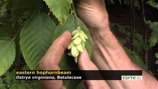 Trees with Don Leopold  eastern hophornbeam [upl. by Esirehc]