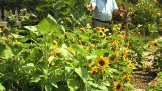 Choosing Sunflower Varieties [upl. by Rodenhouse15]