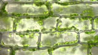 Cyclosis of chloroplasts in Elodea canadensis [upl. by Anavlis]