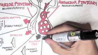 Endocrinology  Overview [upl. by Juxon]