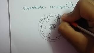 Family Solanaceae easy to draw floral diagram [upl. by Krysta]