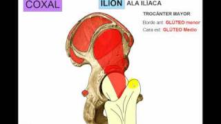 OSTEOLOGIA DE MIEMBRO INFERIOR 1 [upl. by Neirod443]