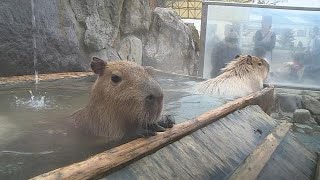 Capybaras enjoy a hot spring bath at a Tokyo zoo [upl. by Enomas]