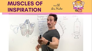 Muscles of Respiration  Breathing Mechanics  Respiratory Physiology [upl. by Nilloc]