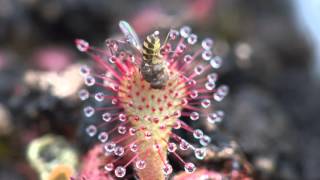 Sundew Carnivorous Plant Eating Fly 4K Timelapse [upl. by Sitoiyanap]