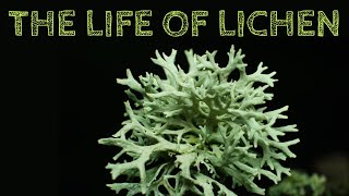 The Life of Lichen [upl. by Venezia]