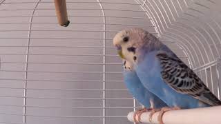 Periquitos cantando y haciéndose mimitos🐦 budgies [upl. by Zaller]