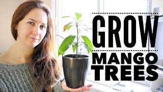 Mango Tree The Ultimate Guide to Growing Mangoes from Seed [upl. by Ecirtra]