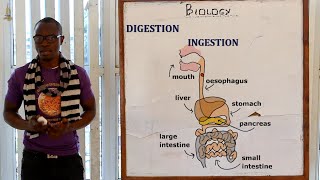 20 PART 1 The Digestive System Biology Form 1 [upl. by Graniela985]