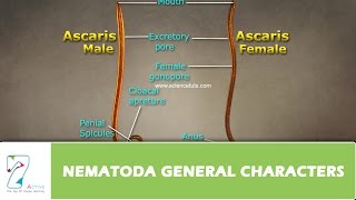 NEMATODA GENERAL CHARACTERS [upl. by Anuala]