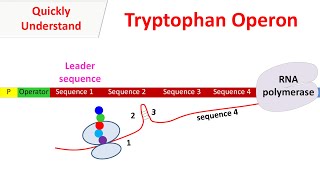 Tryptophan operon [upl. by Nimsaj]