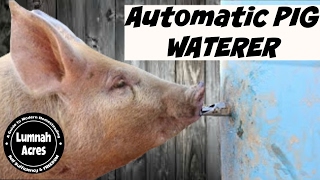 Automatic Pig waterer [upl. by Aicilat918]