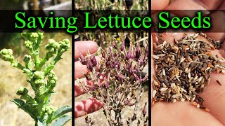 How To Save Lettuce Seeds  Garden Quickie Episode 14 [upl. by Adnamar]