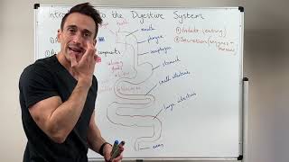 Overview of the Digestive System [upl. by Bill764]