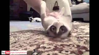 Epic Funny Cats  Cute Cats Compilation  60 minutes HDHQ [upl. by Rosner176]