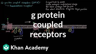 G Protein Coupled Receptors  Nervous system physiology  NCLEXRN  Khan Academy [upl. by Mccormac]