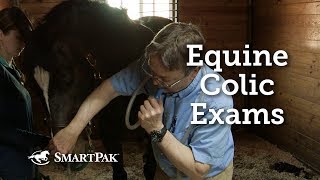 Equine Colic Exams [upl. by Niltyak]