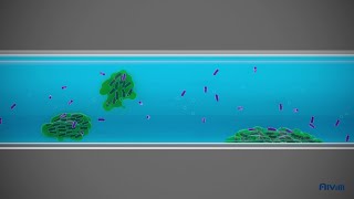 What is biofilm [upl. by Lemrahs28]