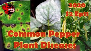 Troubleshooting Pepper Problems A Comprehensive Disease Defense Plan [upl. by Aicilic456]