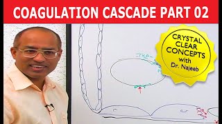 Coagulation Cascade  Part 212 [upl. by Gil]