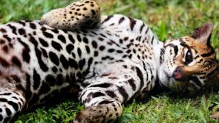 Ocelot Facts Interesting Facts about Ocelot Facts about Ocelot [upl. by Nitnelav]