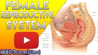 Female Reproductive System Made Easy  Organs amp Functions [upl. by Ymerej410]