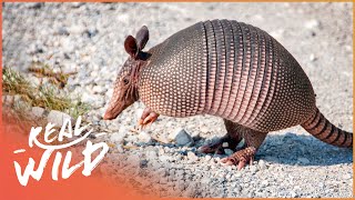 Armadillos Natures Armoured Miracles Wildlife Documentary  Wild America  Real Wild [upl. by Emixam]