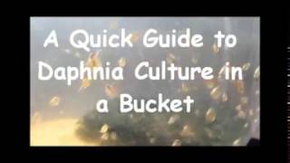 How to culture daphnia outside [upl. by Idden]