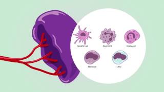 Immunity in spleen [upl. by Ilene100]