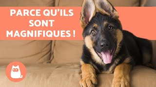 AVANTAGES dadopter un BERGER ALLEMAND 🐕❤️ 6 principales raisons [upl. by Klatt]