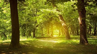 Relaxing Music Enchanting Forest Nature Sounds Piano Music Stress Relief [upl. by Namzaj]