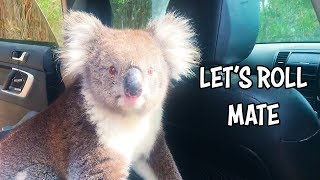 Ozzy Man Reviews Koala in a Car [upl. by Azrim392]