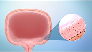 URINARY BLADDER DEMONSTRATION ANATOMY [upl. by Ariaic]