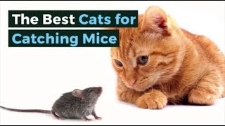 The Best Cats for Catching Mice [upl. by Adianez290]