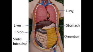 Gastrointestinal anatomy and physiology Part 1 [upl. by Cira]