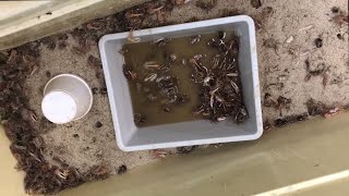 5 STEPS to Keep Fiddler Crabs Alive [upl. by Nibas]