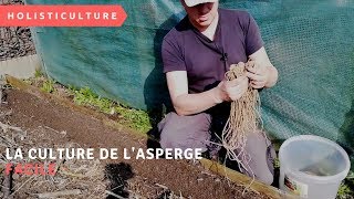 la culture de lasperge facile [upl. by Tennaj821]